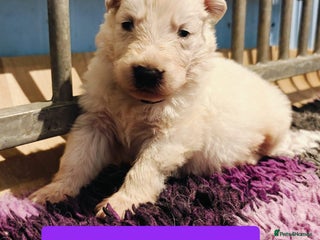 White Swiss Shepherd dogs KC Reg long-coat White Swiss Shepherd pups 4 sale - Advert 4