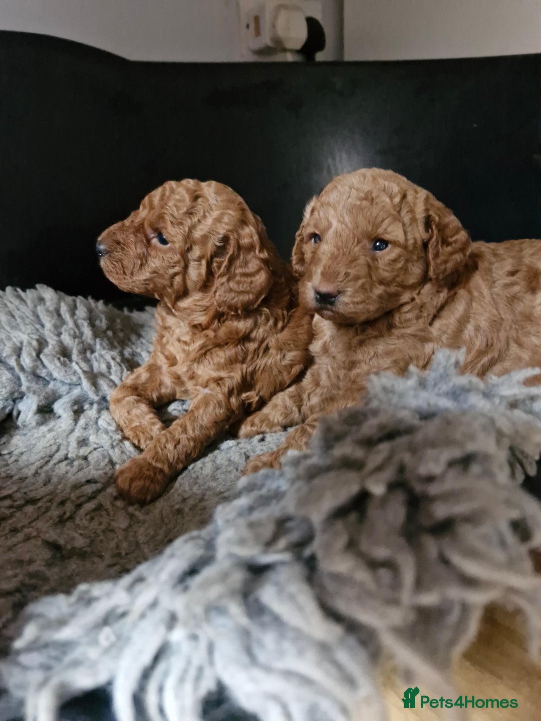 Miniature Poodle dogs for sale: Minature poodles for sale - Image 5