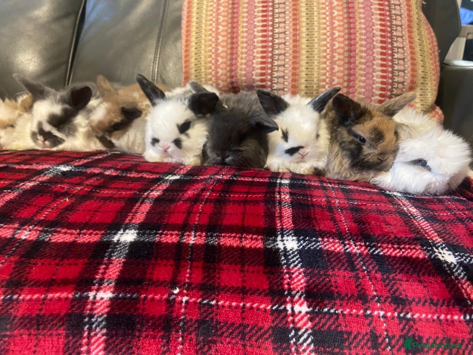 Mini Lop rabbits Mini lops - Advert 9