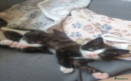 Domestic Shorthair cats for sale: Beautiful Domestic Short-haired kittens - Image 7