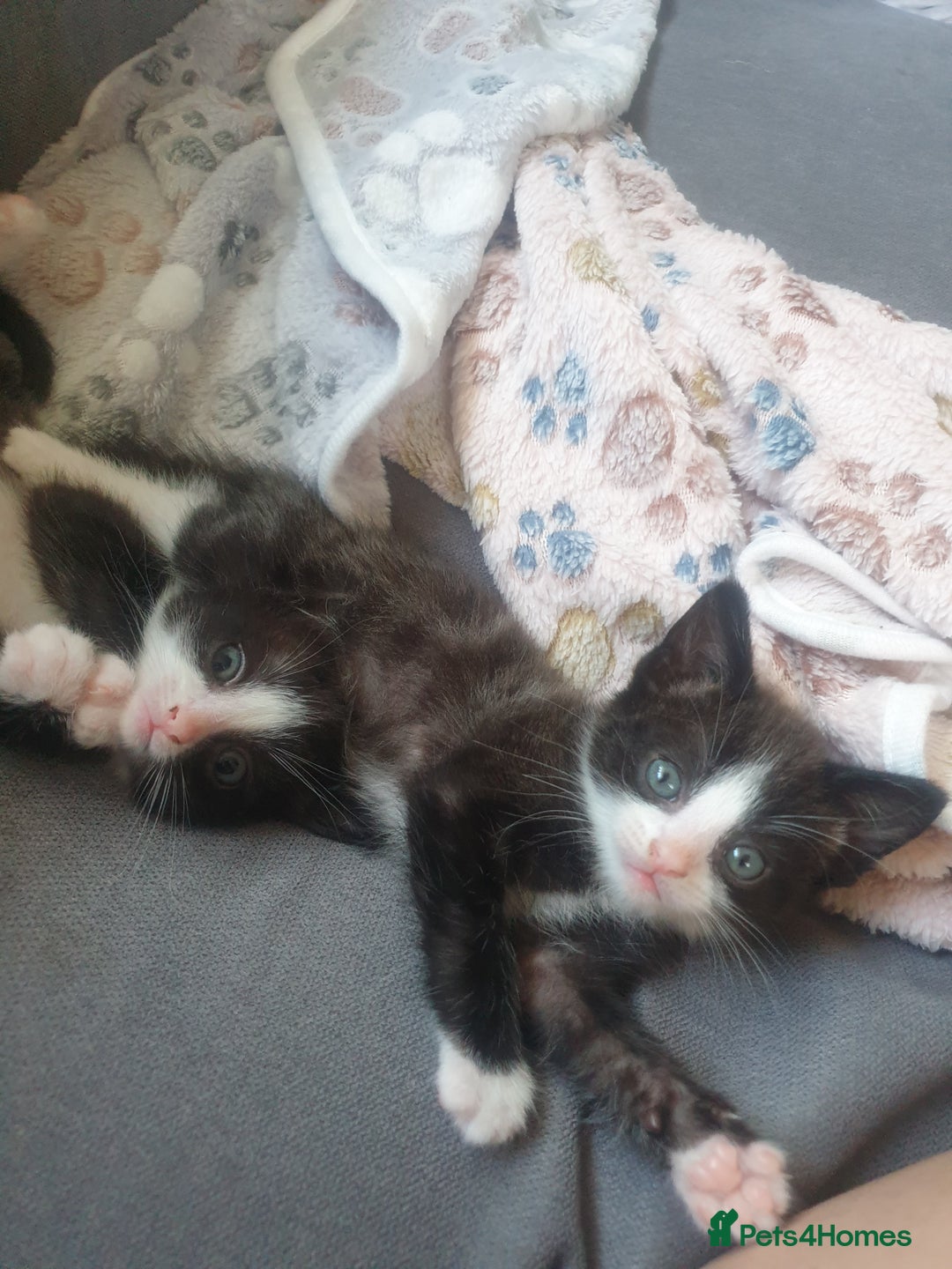 Domestic Shorthair cats for sale: Beautiful Domestic Short-haired kittens - Image 7
