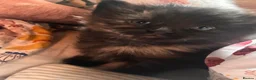 Norwegian Forest Cat cats for sale: Tricolore Magic  - Advert 10