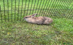 Mini Lion Lop rabbits for sale: Super friendly and loving babies - Image 6