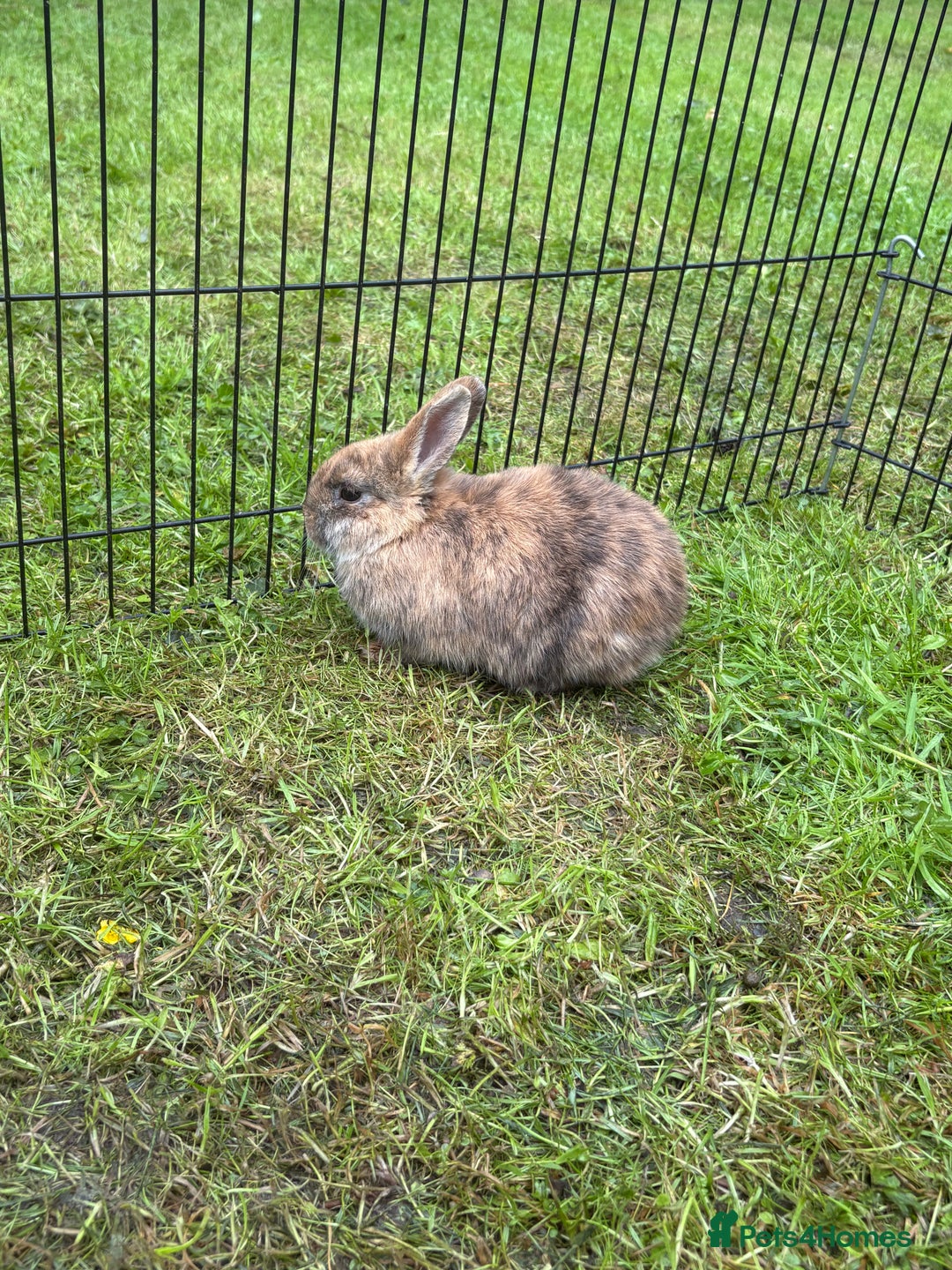 Mini Lion Lop rabbits for sale: Super friendly and loving babies - Image 6