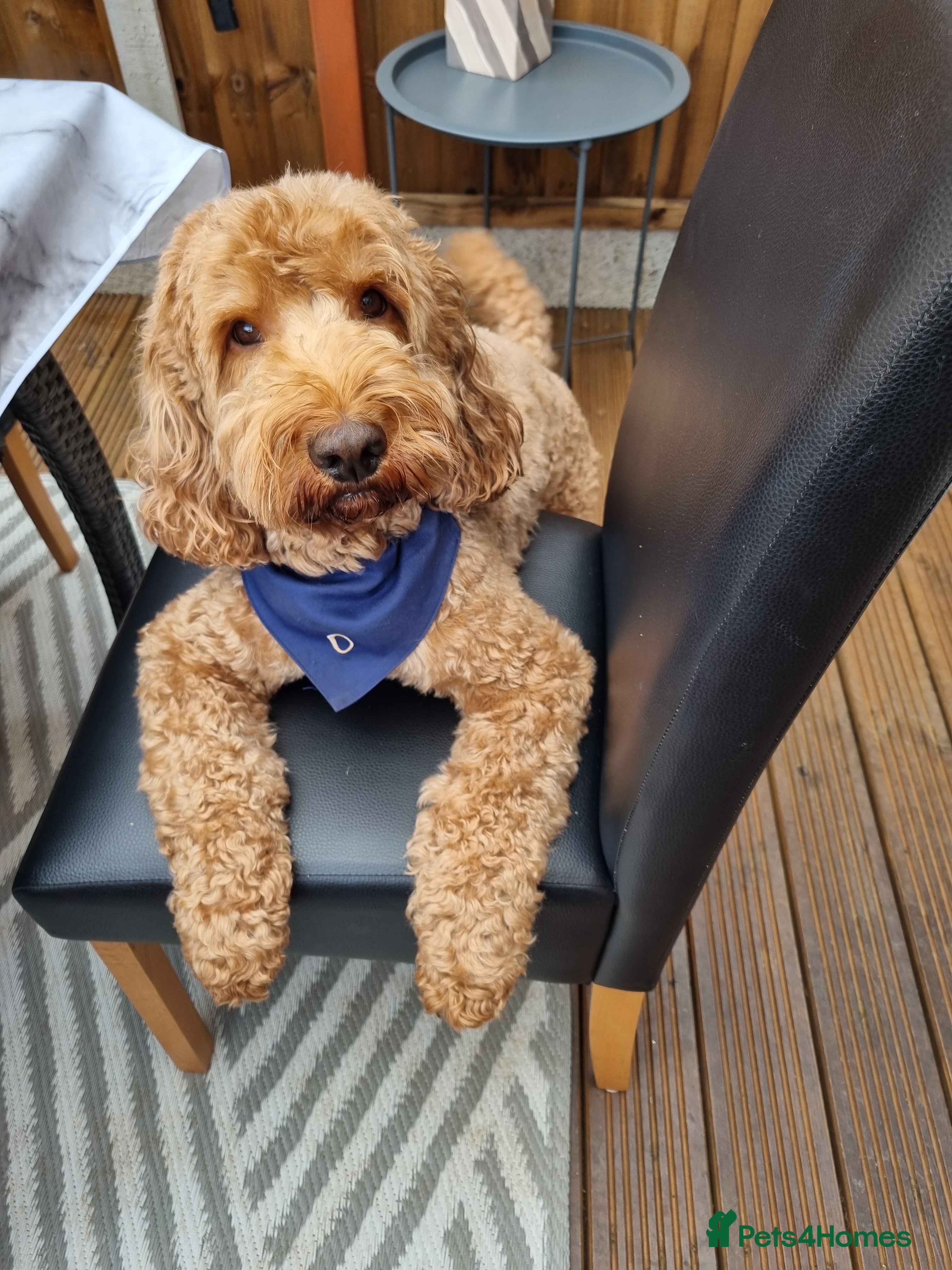 Cockapoo dogs F1 Red Cockapoo for stud.DNA TESTED. Proven father in King's Lynn - Advert 4