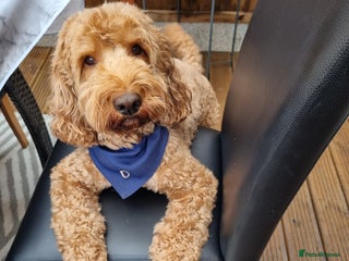 Cockapoo dogs in King's Lynn - Advert 3