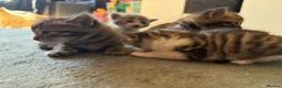 Mixed Breed cats for sale: Beautiful Bengal x Domestic Short Hair Kittens 🐾 - Advert 16