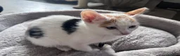 Mixed Breed cats for sale: 🐾 Stunning 10 week old kittens 🐾 - Advert 2