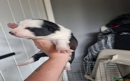 Border Collie dogs for sale: Border collie pups available  - Image 1