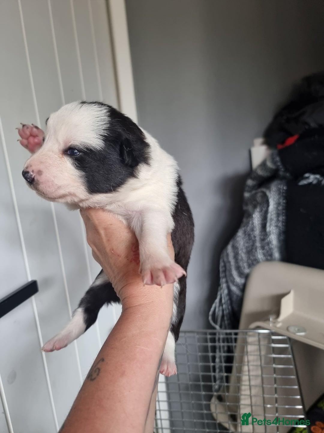 Border Collie dogs for sale: Border collie pups available  - Image 1
