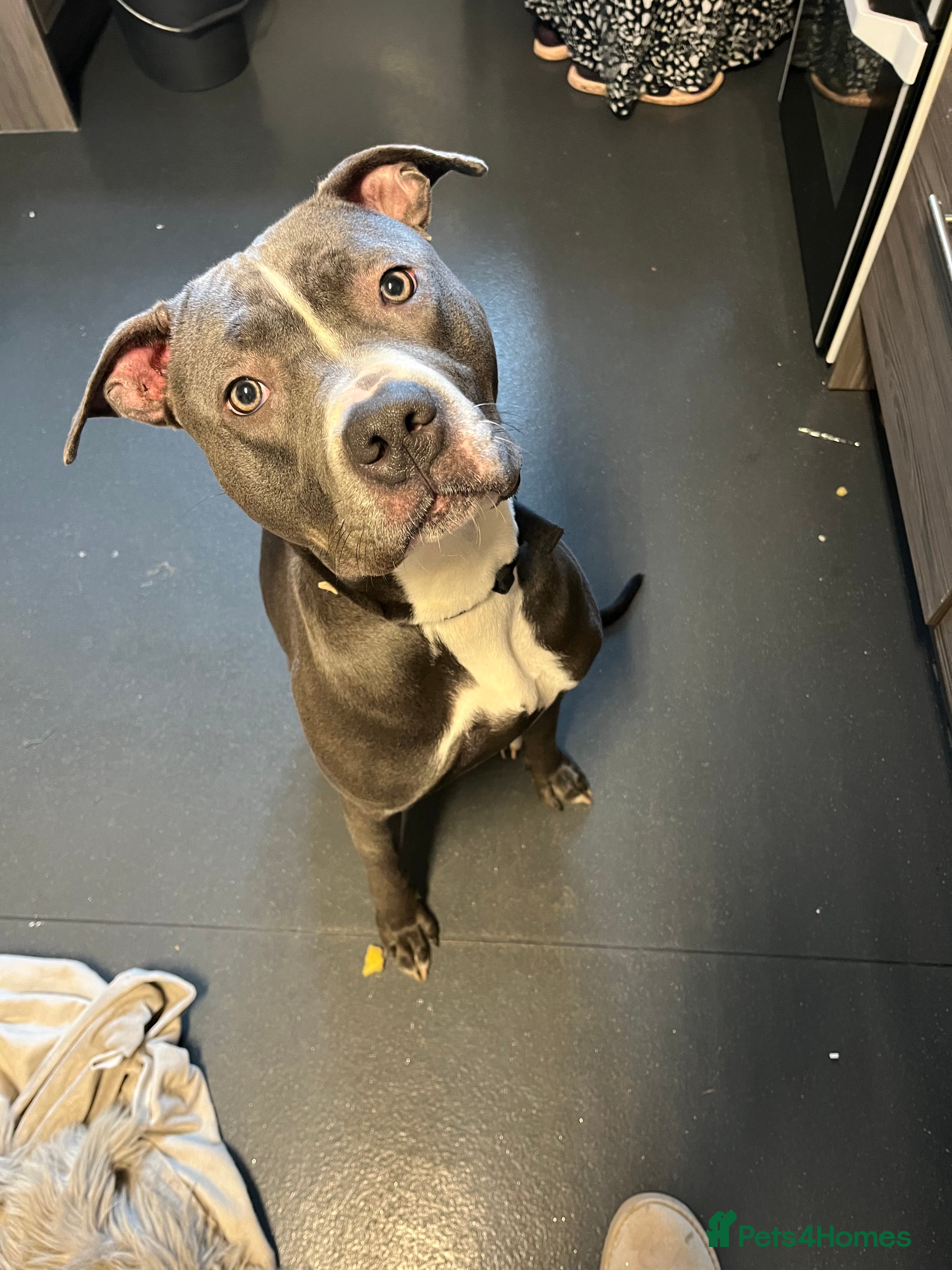 Mixed Breed dogs LOVING HOME NEEDED FOR "LULA" - Advert 1