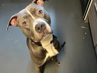 Mixed Breed dogs LOVING HOME NEEDED FOR "LULA" - Advert 1