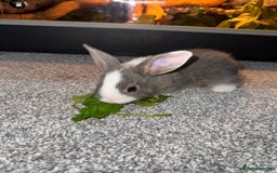 Dutch rabbits for sale: Baby Rabbits - Advert 2