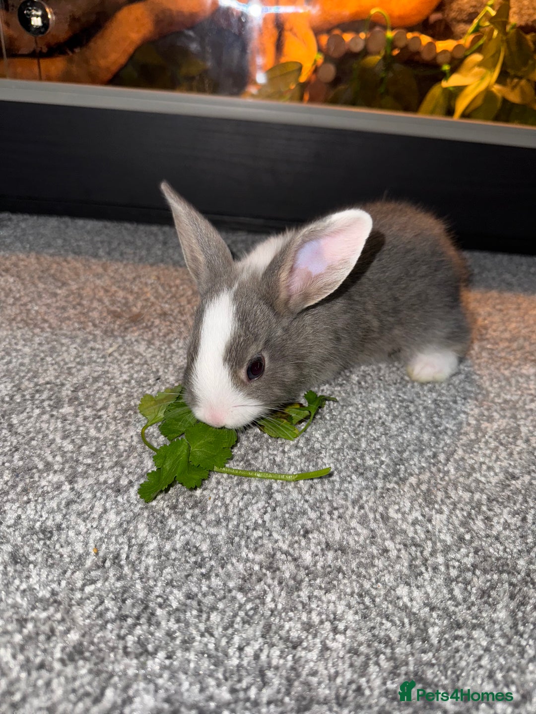 Dutch rabbits for sale: Baby Rabbits - Advert 2