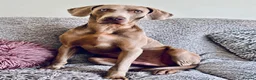 Weimaraner dogs for sale: 🐾 Beautiful Weimaraner puppies 🐾 - Advert 6