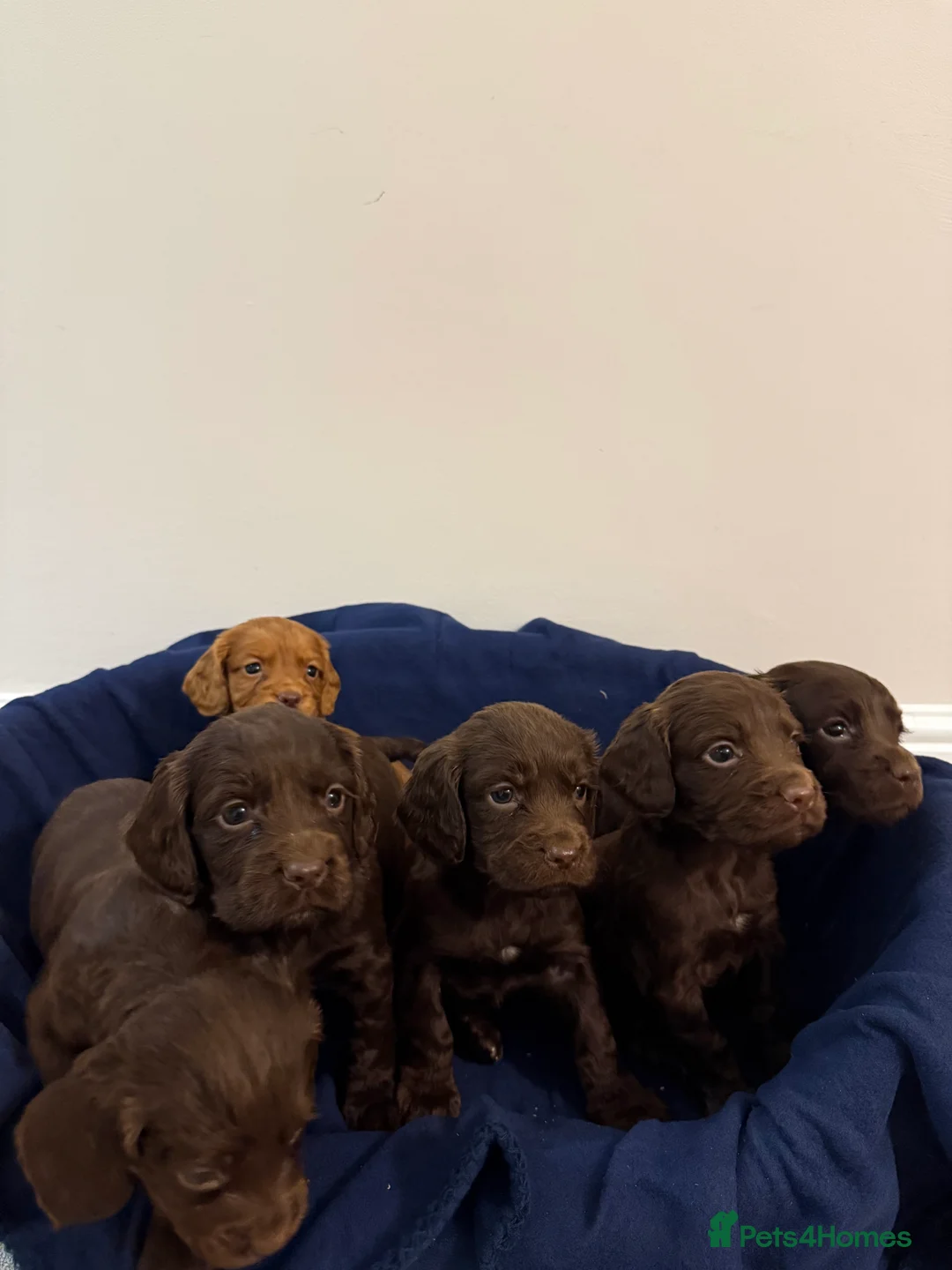 Cocker Spaniel dogs for sale: Adorable litter of 6 puppies - Advert 5