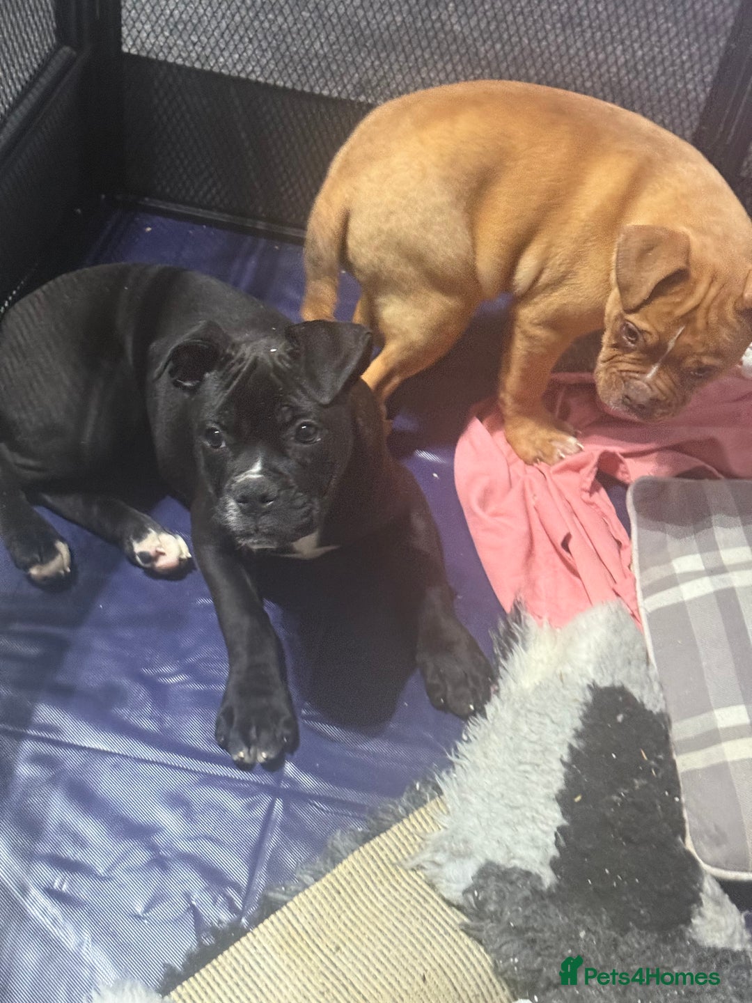 Alapaha Blue Blood Bulldog dogs for sale: ALAPAHA BLUE BLOOD BULLDOGS  - Advert 25