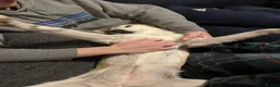 Mixed Breed dogs for adoption: LINDY – 2 years old, Female, Mixed Breed in ELY - Advert 11