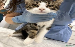 Mixed Breed cats for adoption: Squeak is looking for a home! - Image 4