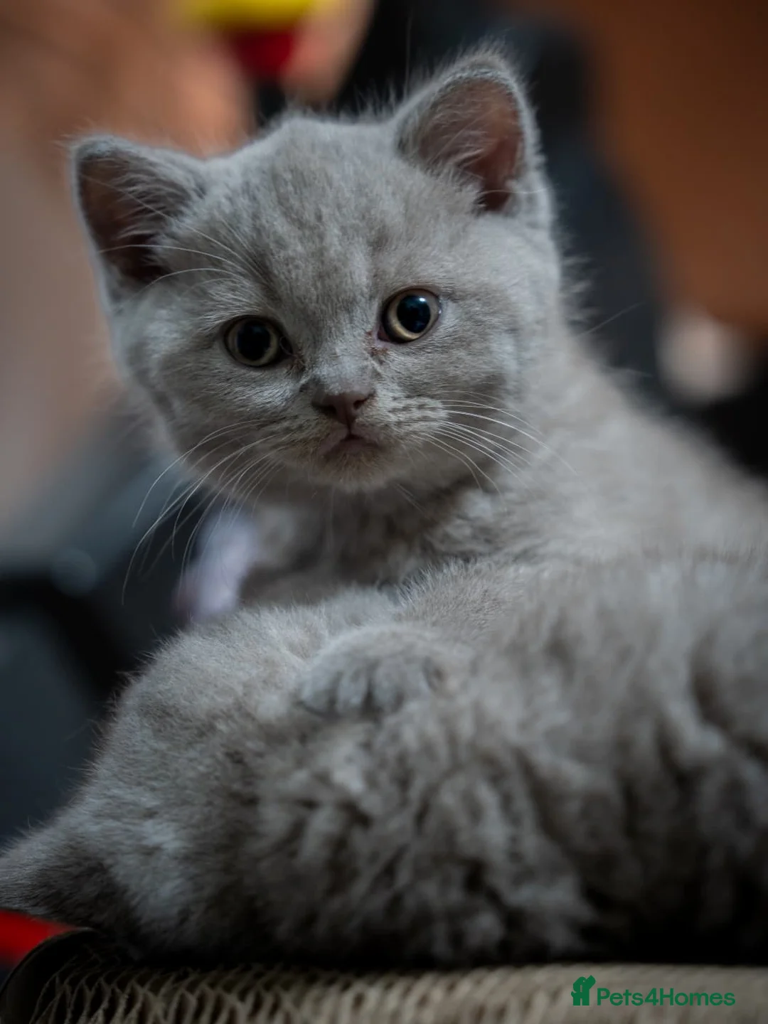 British Shorthair cats for sale: Beautiful✨ healthy GCCF registered lilac kittens  in Cheltenham - Advert 2