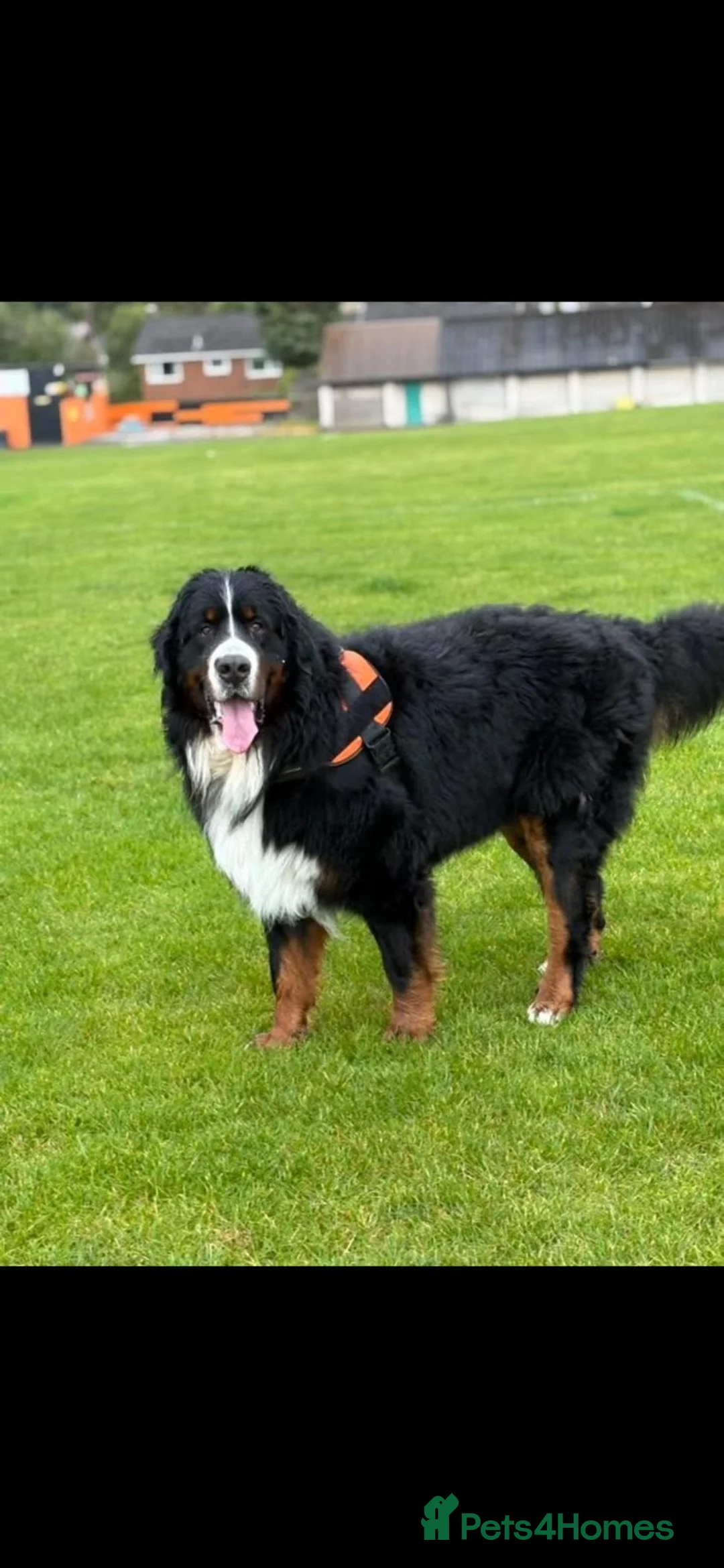 Bernese Mountain Dog dogs for stud: Proven Bernese Mountain Dog - Advert 11