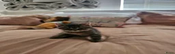 Bengal cats for sale: Bengal x British Shorthair  - Advert 5