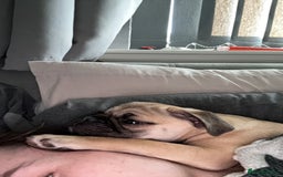 Mixed Breed dogs for sale: Maggie 1 year old Pug x Boston Terrier  - Image 6