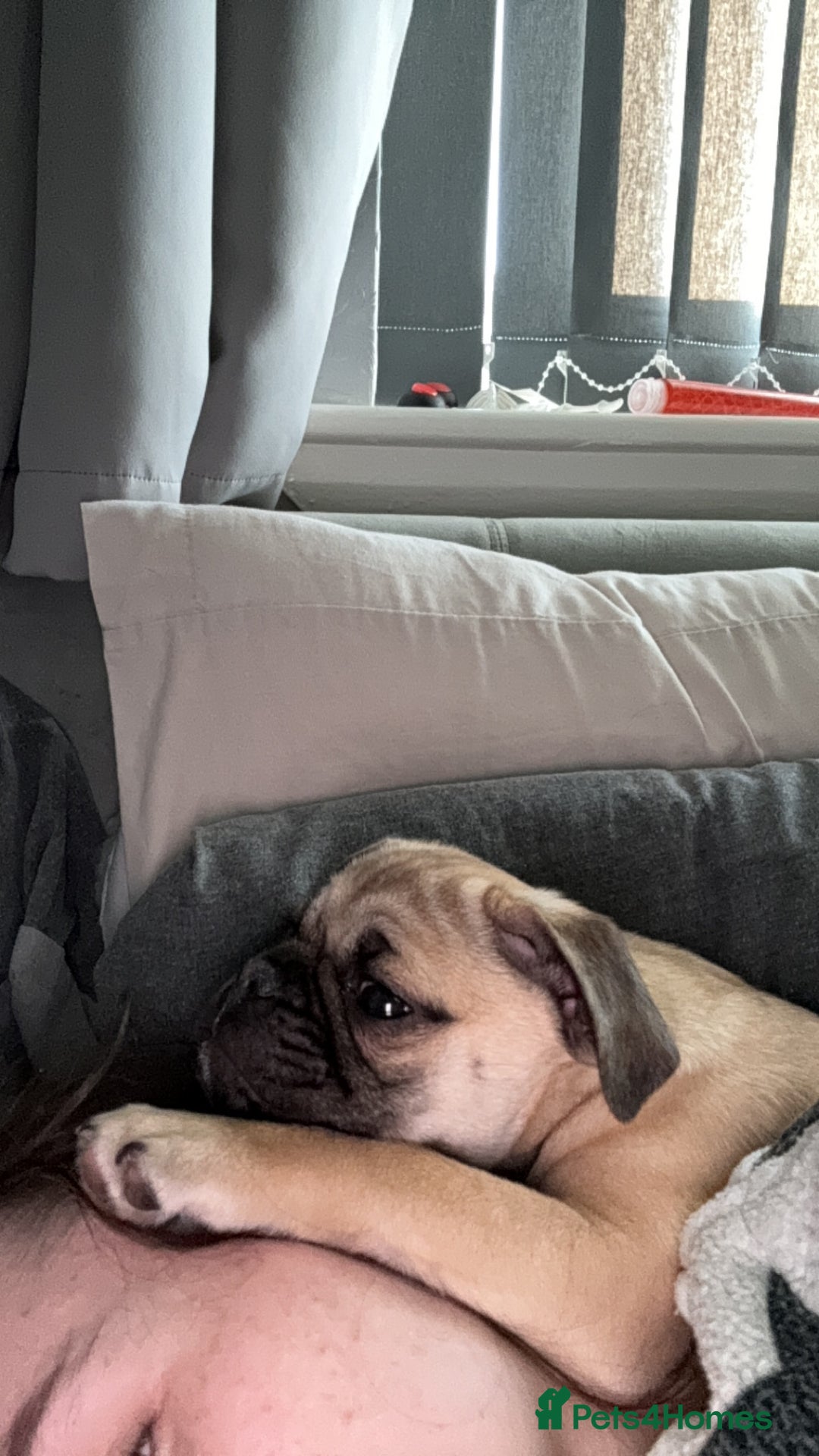 Mixed Breed dogs for sale: Maggie 1 year old Pug x Boston Terrier  - Image 6