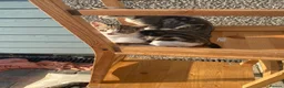 Bengal cats for sale: Bengal cross kittens  in Fareham - Advert 3