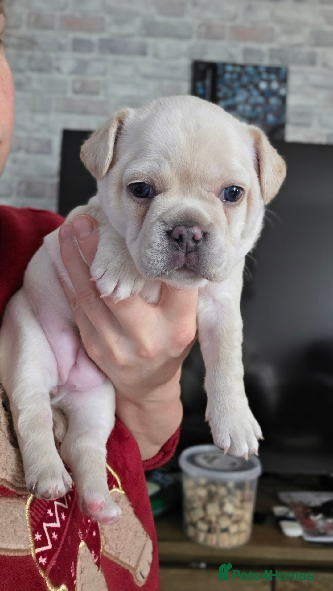 Mixed Breed dogs for sale: French bulldog x Chihuahua puppies - Image 4