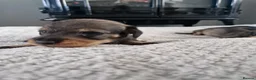 Dachshund dogs for sale: Wirehaired daschunds pups (teckle) - Advert 12