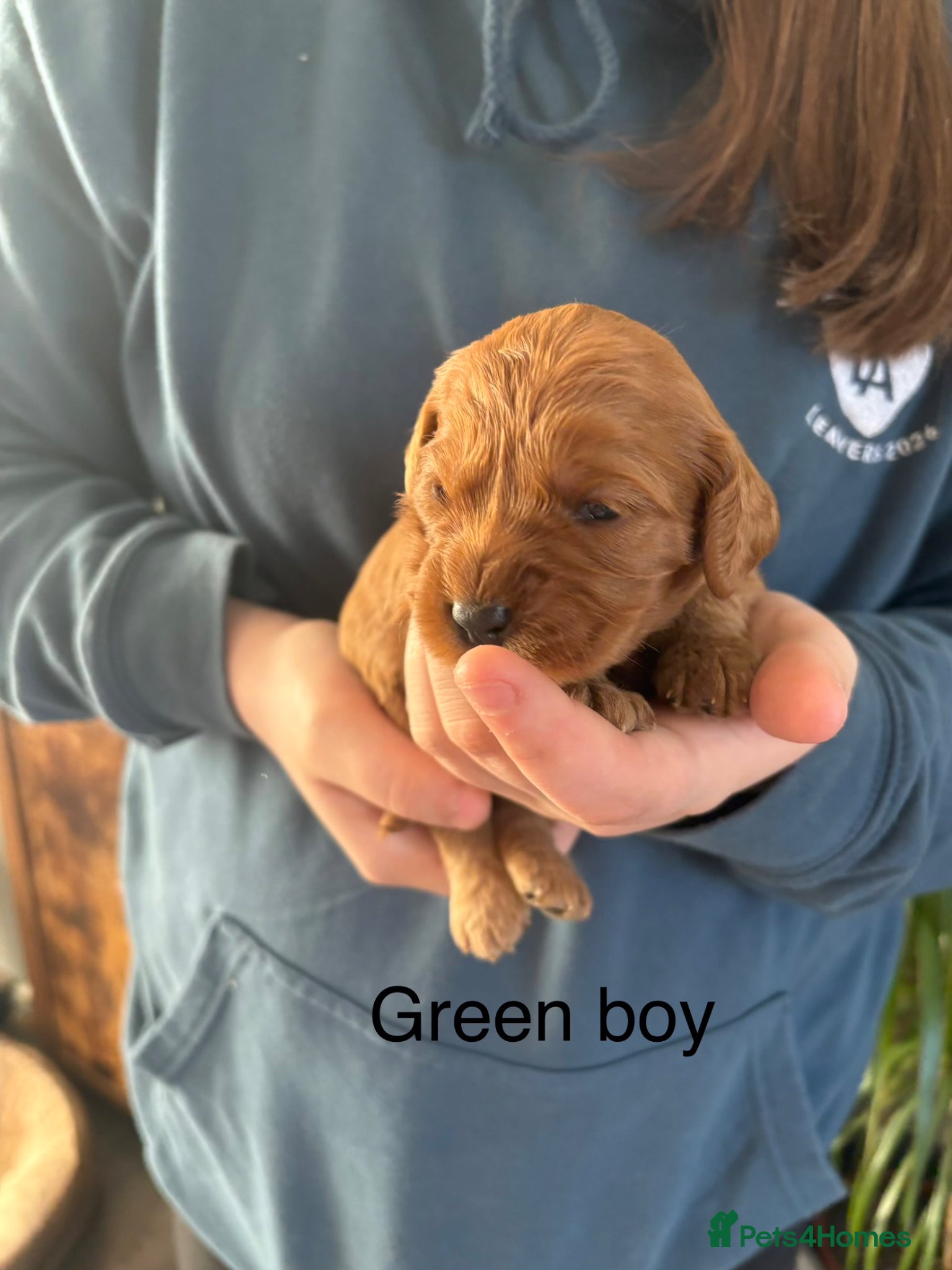 Cavapoo dogs Cavapoos K C reg parents health tested - Advert 16