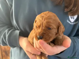 Cavapoo dogs Cavapoos K C reg parents health tested - Advert 16