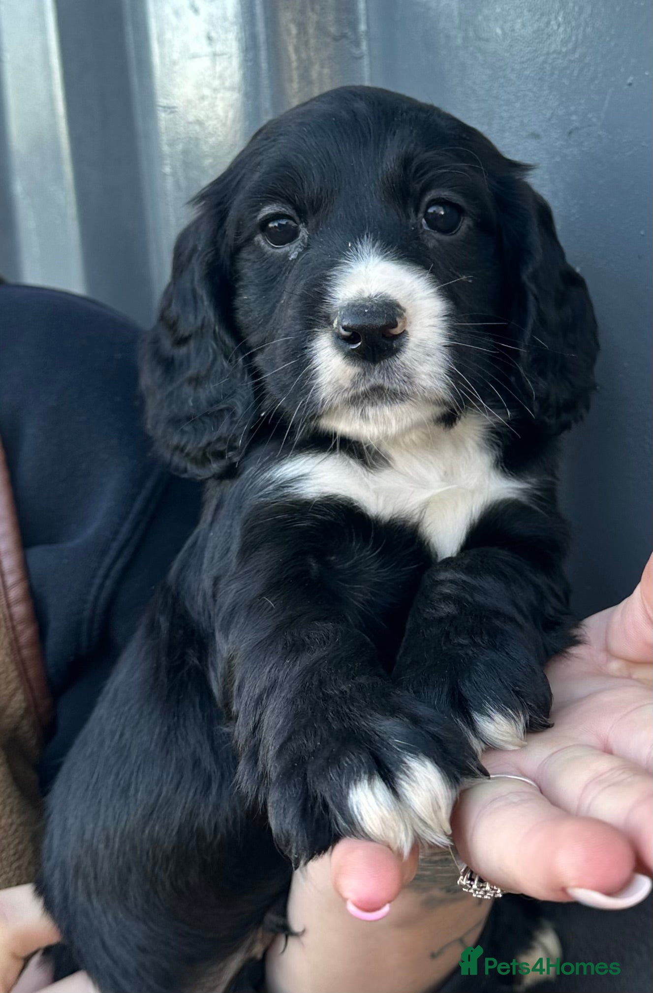 Cocker Spaniel dogs Beautiful Cocker Spaniel Pup Ready To Go 💙 - Advert 5