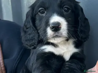 Cocker Spaniel dogs Beautiful Cocker Spaniel Pup Ready To Go 💙 - Advert 5