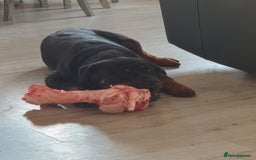 Rottweiler dogs for sale:  Long haired (fluffweilers ) last girl  - Image 25