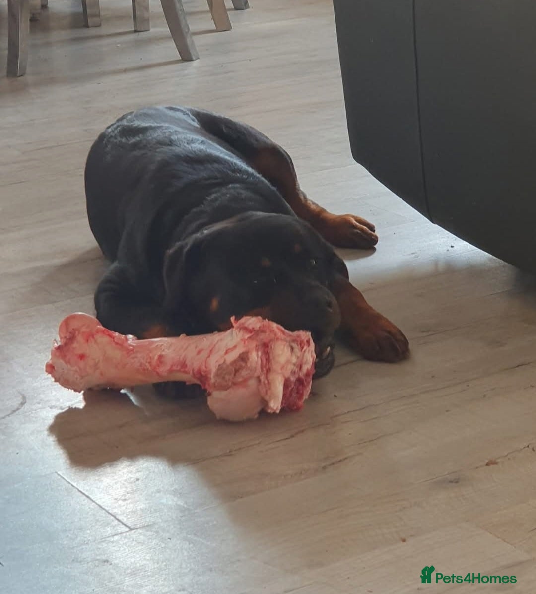 Rottweiler dogs for sale:  Long haired (fluffweilers ) last girl  - Image 25