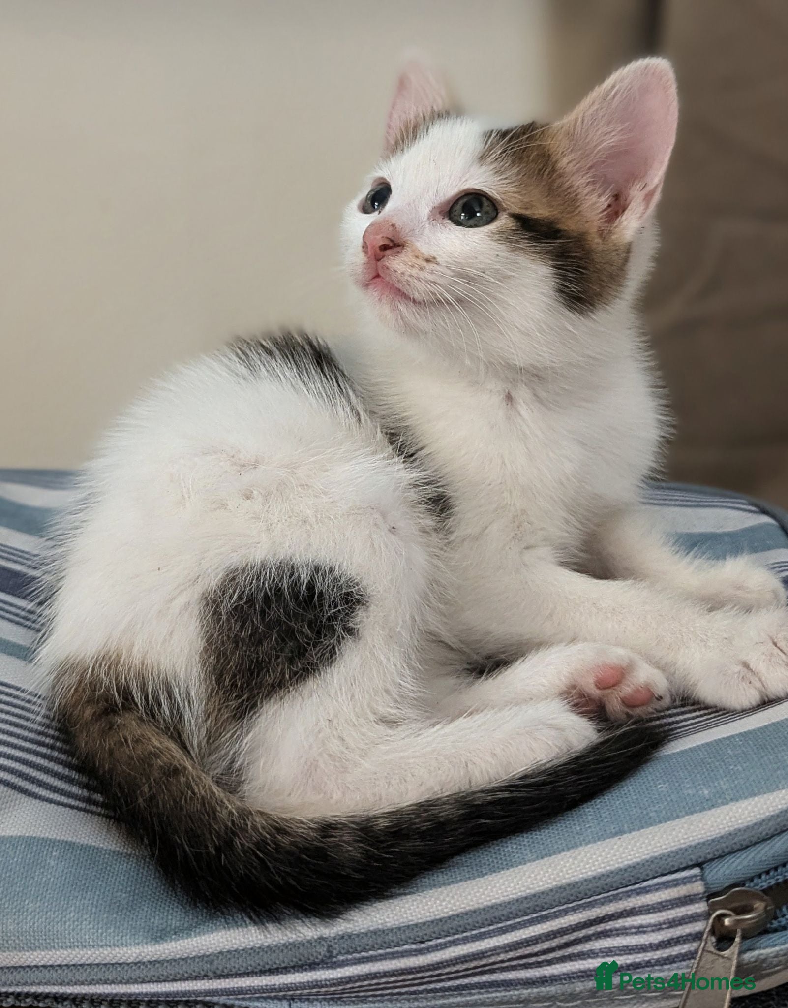 Mixed Breed cats Female kittens 9 weeks ready to leave  - Advert 12