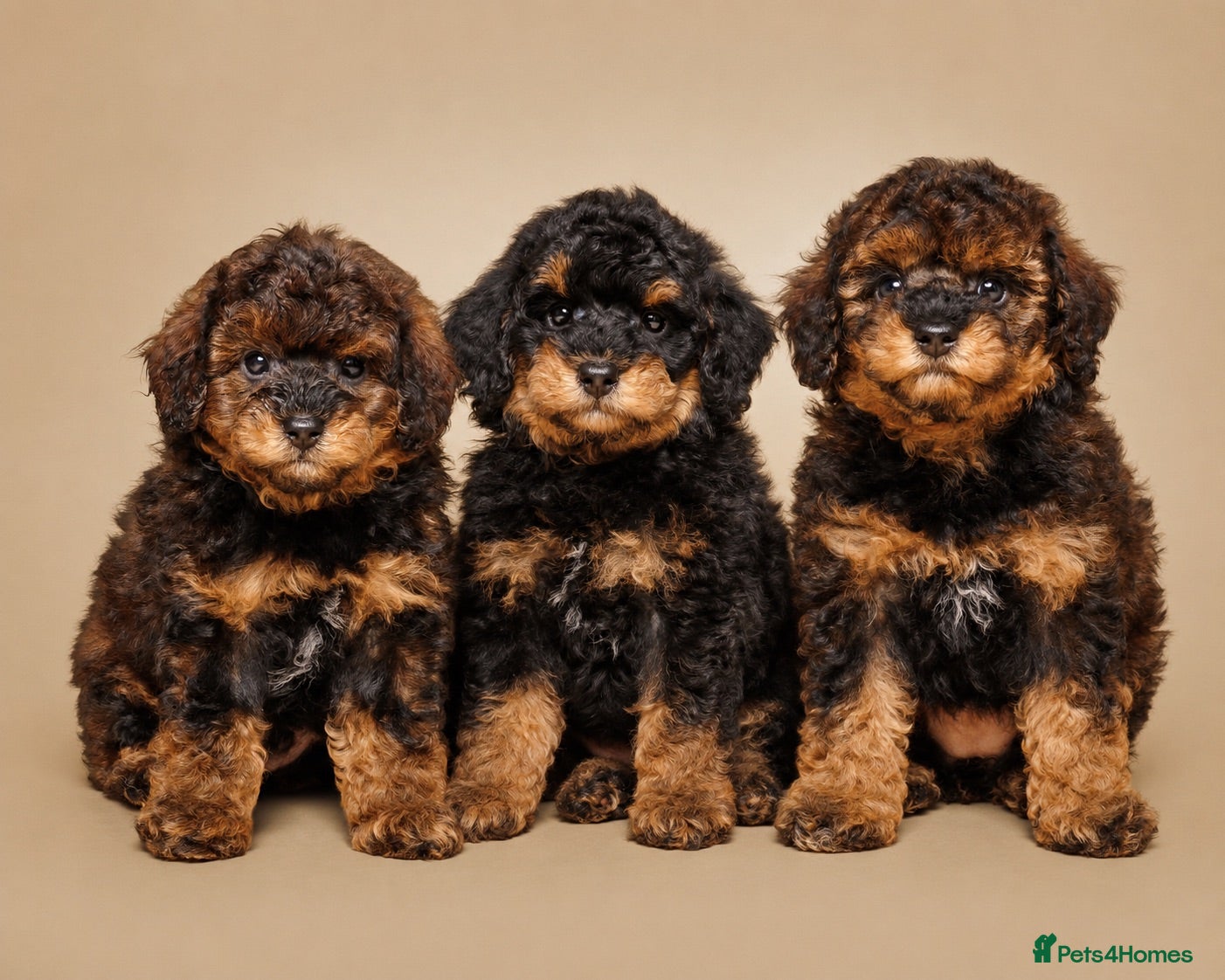 Toy Poodle dogs ✨RARE COLOUR✨ KC Toy Poodle - Advert 5