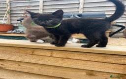 Scottish Fold cats for sale: Scottish fold cross kittens  - Image 16
