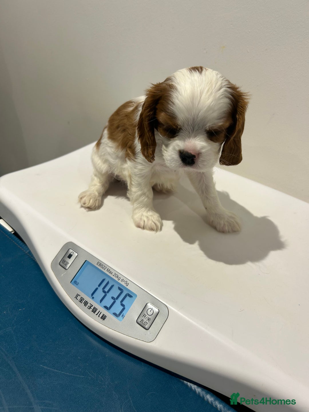 Cavalier King Charles Spaniel dogs for sale: Blenheim cavalier King Charles puppies - Image 21