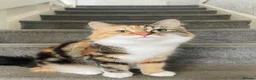 Mixed Breed cats for sale: 3 beautiful girls looking for homes in Daventry - Advert 7