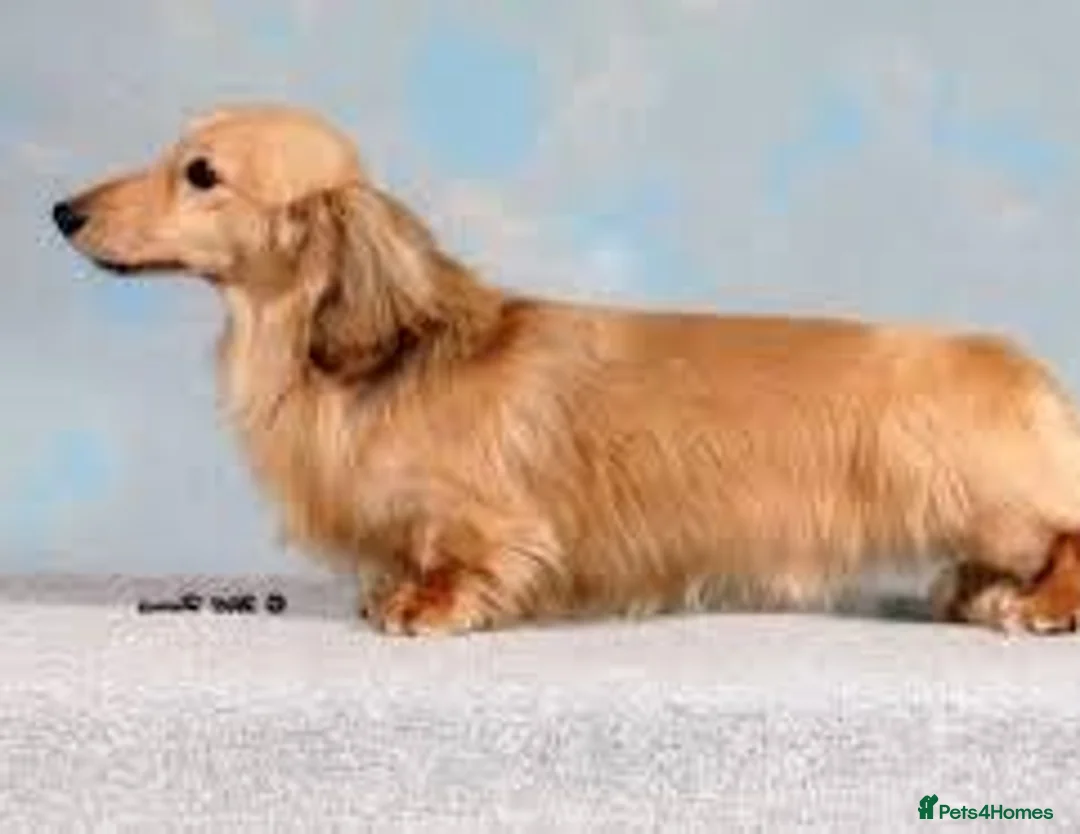Miniature Dachshund dogs for sale: PRA CLEAR mini longhaired cream boys  - Advert 4