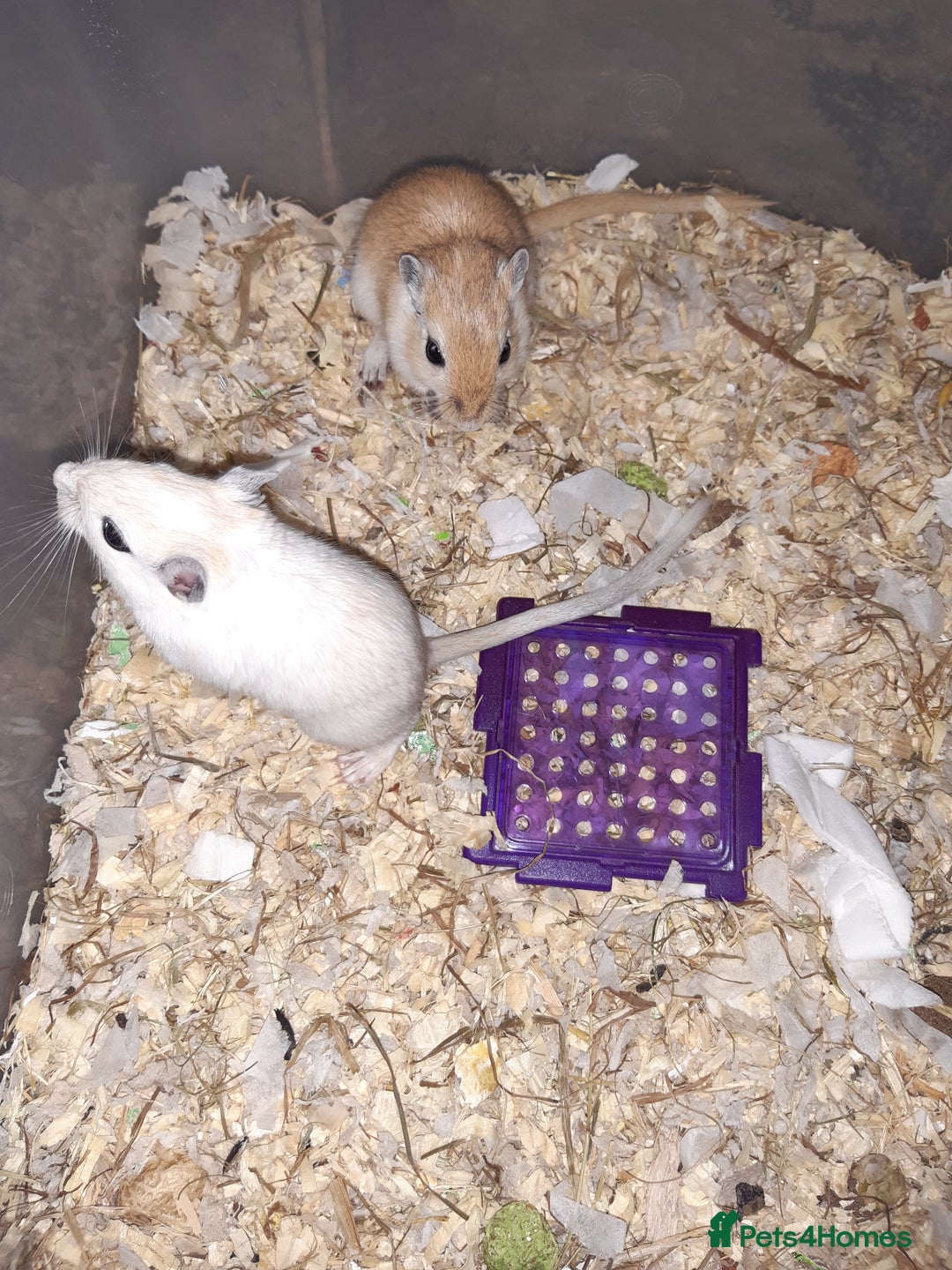 Gerbil rodents for sale: Super friendly gerbils from hobby breeder  - Advert 35