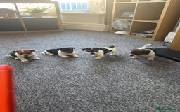 Jack Russell dogs for sale: Jack Russell  - Image 9