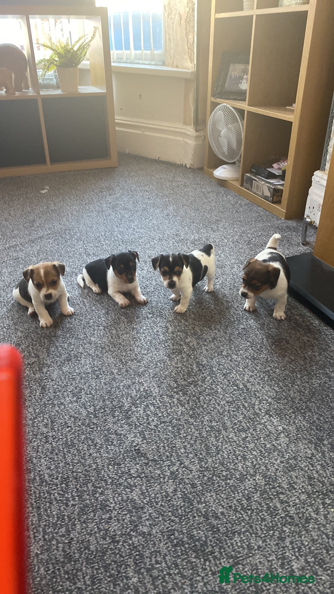 Jack Russell dogs for sale: Jack Russell  - Image 9