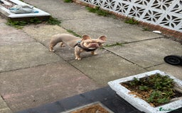 French Bulldog dogs for stud: Isabella breed French bulldog - Image 4