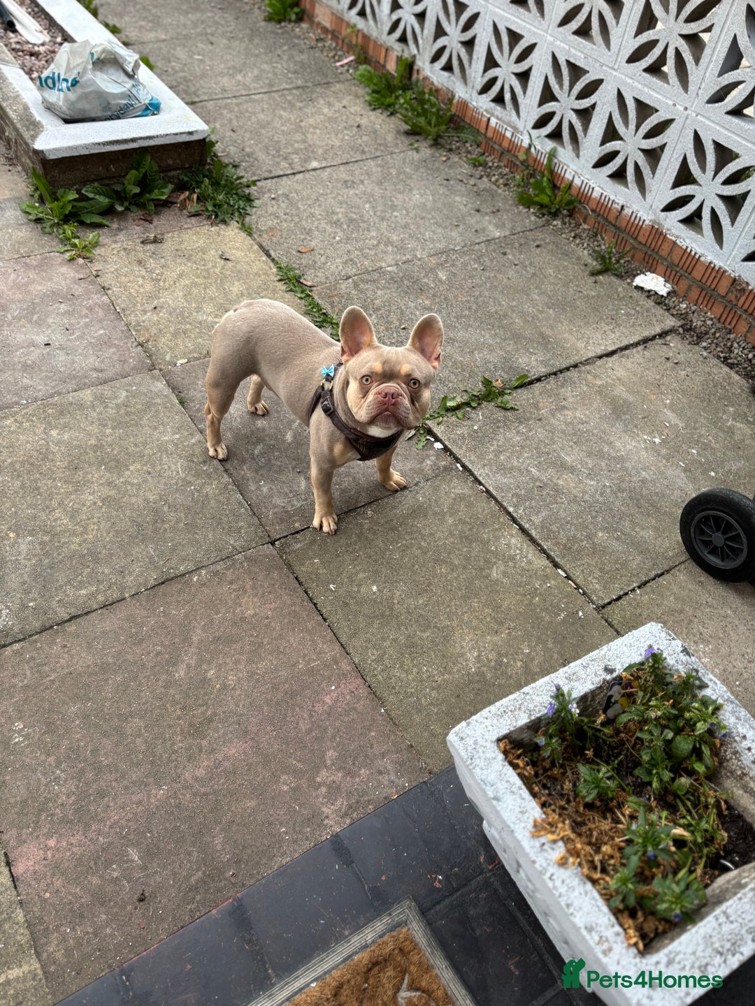 French Bulldog dogs for stud: Isabella breed French bulldog - Image 4