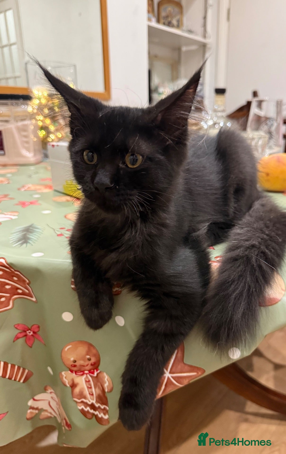 Maine Coon cats for sale: 🐈‍⬛Registered Maine Coons - Advert 1