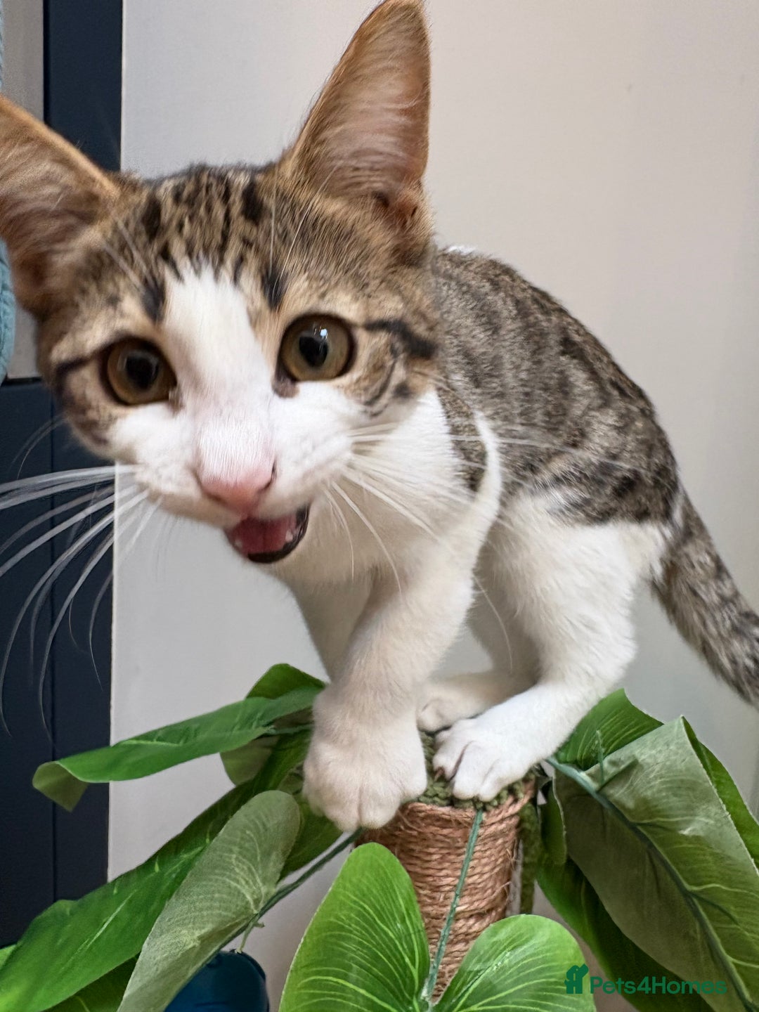Mixed Breed cats for sale: Cuddly kitten  - Image 5
